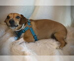 Small Photo #3 Chiweenie Puppy For Sale in Pleasanton, TX, USA