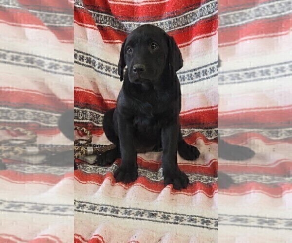 Medium Photo #5 Labrador Retriever Puppy For Sale in MERIDEN, KS, USA