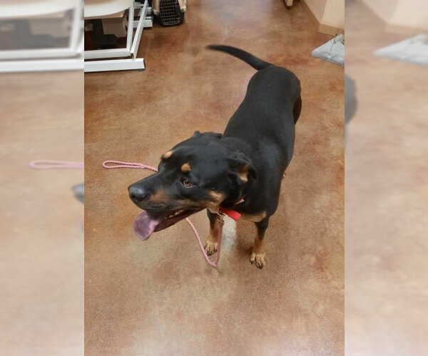 Medium Photo #12 Black Mouth Cur-Rottweiler Mix Puppy For Sale in Mountain View, AR, USA