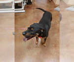 Small #11 Black Mouth Cur-Rottweiler Mix