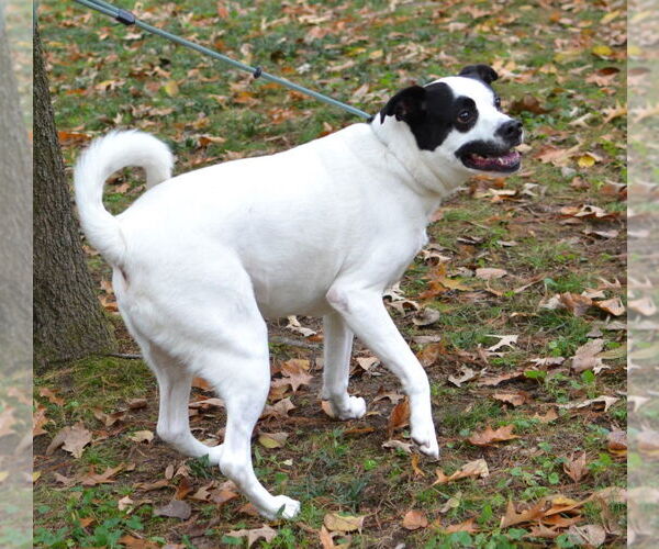 Medium Photo #2 Labrador Retriever-Unknown Mix Puppy For Sale in Germanton, TN, USA