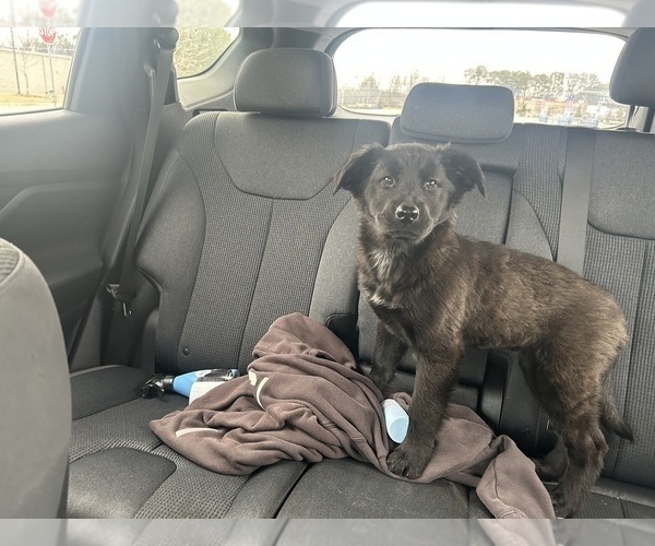 Medium Photo #2 Alaskan Husky-Australian Labradoodle Mix Puppy For Sale in MCDONOUGH, GA, USA