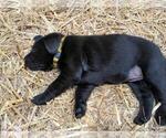 Small Photo #11 Labrador Retriever Puppy For Sale in EDINBURG, VA, USA
