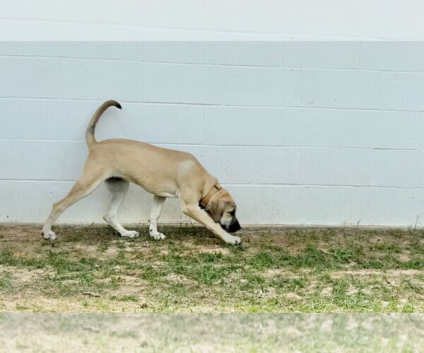 Medium Photo #22 Anatolian Shepherd-Rhodesian Ridgeback Mix Puppy For Sale in Higley, AZ, USA