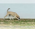 Small #21 Anatolian Shepherd-Rhodesian Ridgeback Mix