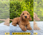 Small #11 Goldendoodle (Miniature)