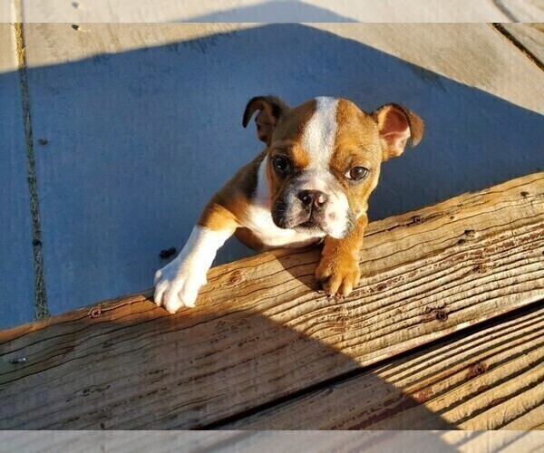 Medium Photo #6 Bulldog Puppy For Sale in SANTA CLARITA, CA, USA