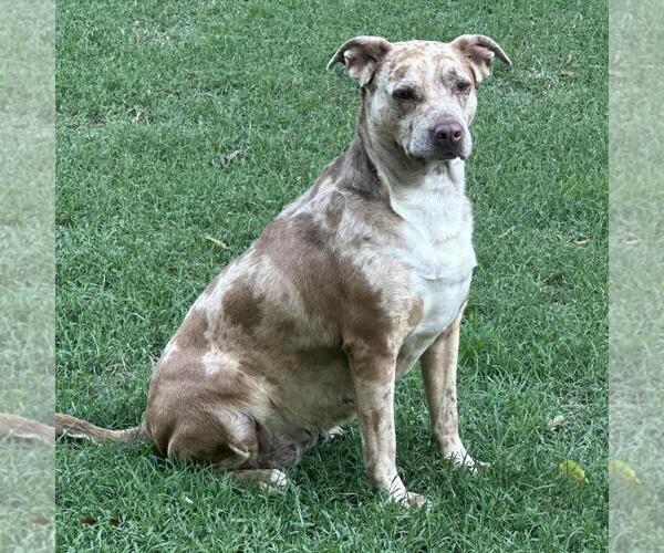 Medium Photo #4 Catahoula Leopard Dog-Unknown Mix Puppy For Sale in Yardley, PA, USA