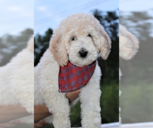Medium Photo #51 Goldendoodle Puppy For Sale in TIMBERLAKE, NC, USA