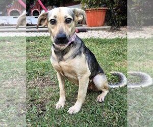 Black Mouth Cur-French Brittany Spaniel Mix Dog for Adoption in SAN FRANCISCO, California USA