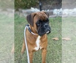 Small Photo #1 Boxer Puppy For Sale in CHESTERFIELD, VA, USA
