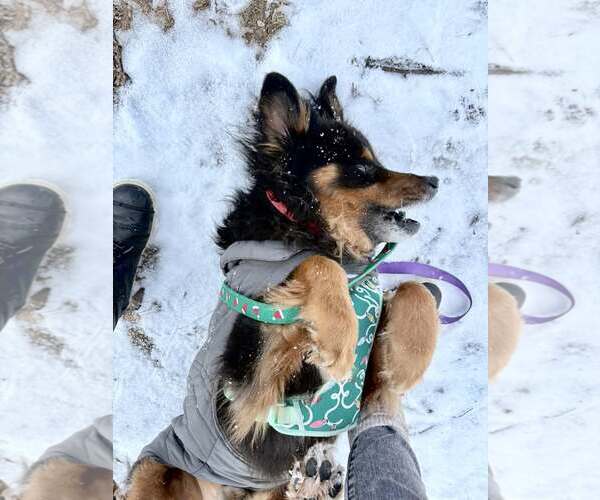 Medium Photo #4 Collie-Unknown Mix Puppy For Sale in Sykesville, MD, USA