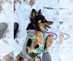 Small #3 Collie Mix