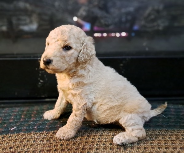 Full screen Photo #1 Goldendoodle Puppy For Sale in PELHAM, NH, USA