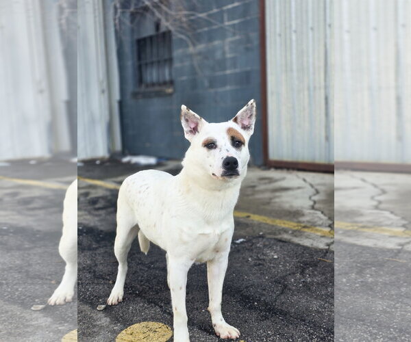 Medium Photo #4 Mutt Puppy For Sale in Sandy, UT, USA