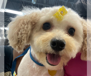 Maltipoo Puppy for sale in NOTTINGHAM, MD, USA