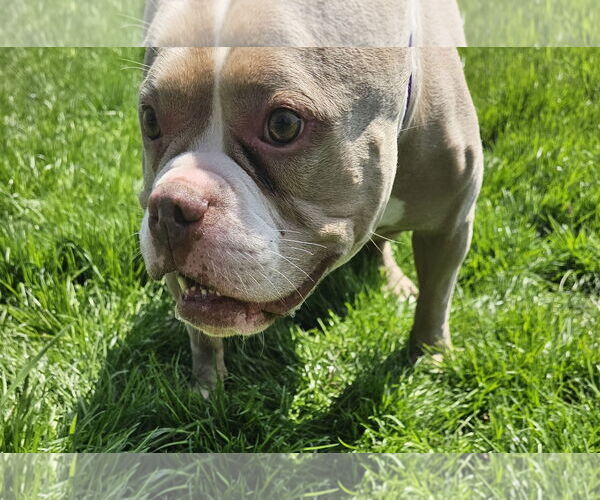 Medium Photo #8 American Pit Bull Terrier-Unknown Mix Puppy For Sale in Crete, IL, USA