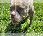Small #7 American Pit Bull Terrier Mix