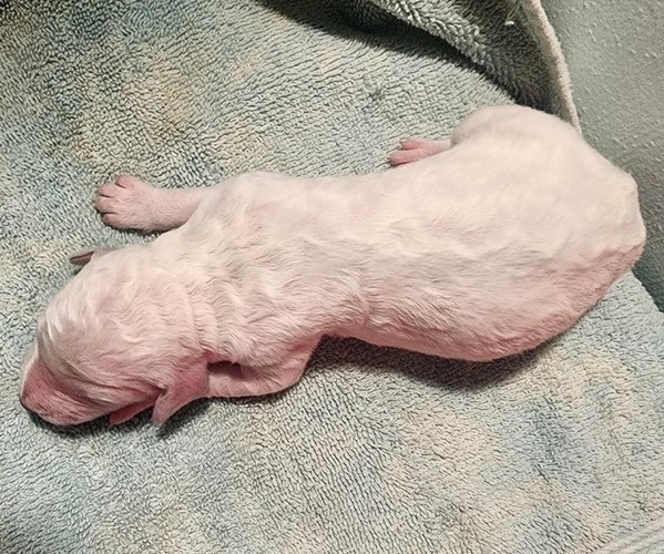 Medium Photo #41 Poodle (Standard) Puppy For Sale in CLAYTON, WA, USA