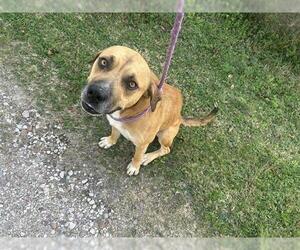 American Pit Bull Terrier-Unknown Mix Dogs for adoption in Houston, TX, USA