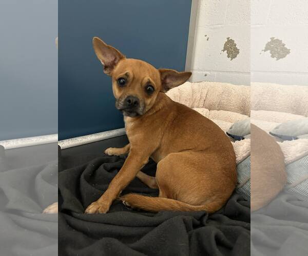 Medium Photo #1 French Bullhuahua Puppy For Sale in Arlington, WA, USA