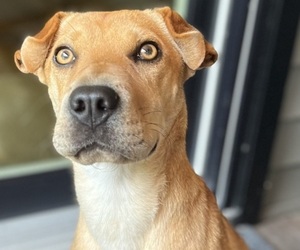 Ba-Shar Puppy for sale in CLEVELAND, TN, USA