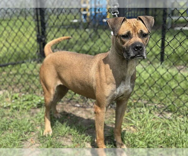 Medium Photo #2 Boxer-Unknown Mix Puppy For Sale in Tavares, FL, USA