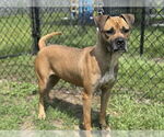 Small #1 Boxer Mix