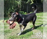 Small #15 Mutt
