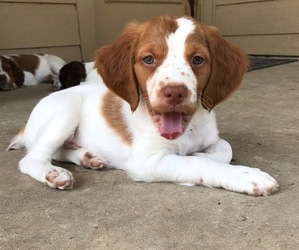 Brittany Puppy for sale in BOERNE, TX, USA