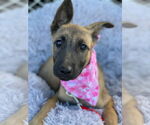 Small #1 German Shepherd Dog Mix