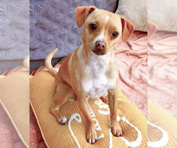 Medium Photo #3 Chihuahua-Unknown Mix Puppy For Sale in Corona, CA, USA