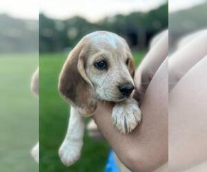 Beagle Puppy for Sale in APPOMATTOX, Virginia USA