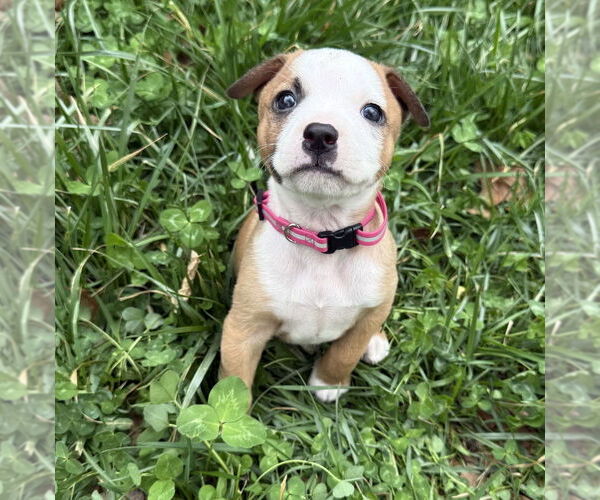 Medium Photo #3 Australian Shepherd-Unknown Mix Puppy For Sale in OKLAHOMA CITY, OK, USA