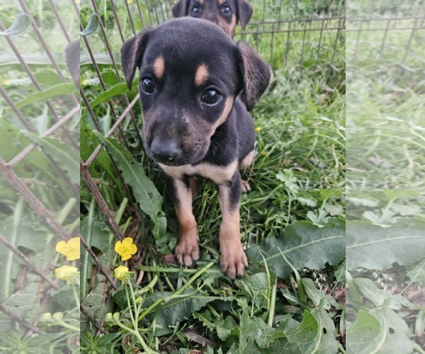 Medium Photo #10 Miniature Pinscher-Unknown Mix Puppy For Sale in Wakefield, RI, USA