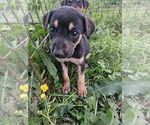 Small #9 Miniature Pinscher Mix