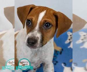 Jack Russell Terrier-Unknown Mix Dogs for adoption in Kennesaw, GA, USA