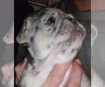 Small Photo #12 French Bulldog Puppy For Sale in FENTON, MO, USA