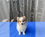 Small Photo #4 Pomeranian Puppy For Sale in GREENWOOD, IN, USA