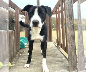 Cupid - Male Mutt Dog for Adoption - Photo #2