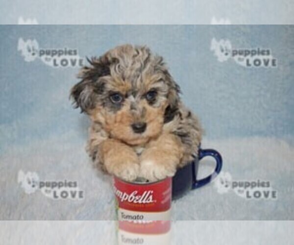 Medium Photo #5 Aussiedoodle Puppy For Sale in SANGER, TX, USA