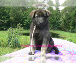 Small #5 German Shepherd Dog