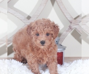 ShihPoo Puppy for sale in MOUNT VERNON, OH, USA