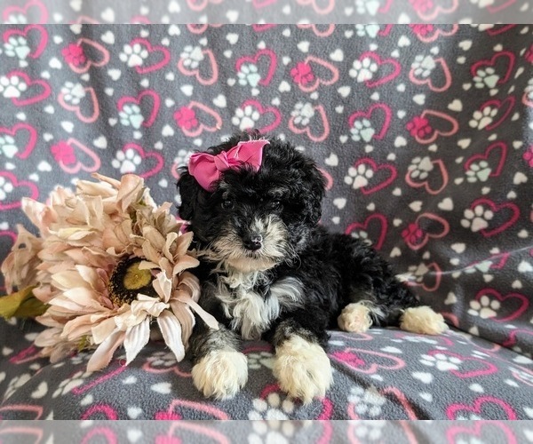 Medium Photo #5 Bernedoodle (Miniature) Puppy For Sale in OXFORD, PA, USA
