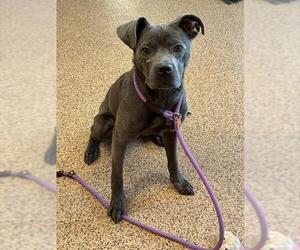 American Pit Bull Terrier Dogs for adoption in Springfield, MA, USA