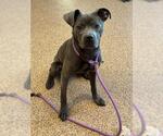 Small American Pit Bull Terrier