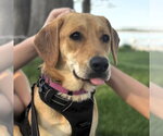 Small #1 Mutt