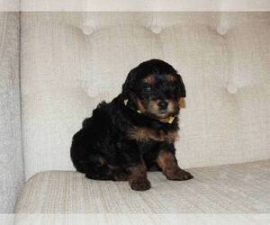 YorkiePoo Puppy for sale in MOCKSVILLE, NC, USA