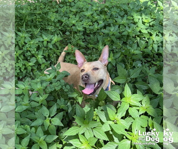 Medium Photo #2 Mutt Puppy For Sale in Washington, DC, USA