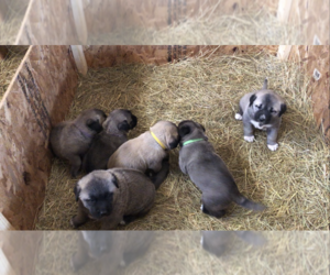 Kangal Dog Puppy for sale in THURMONT, MD, USA
